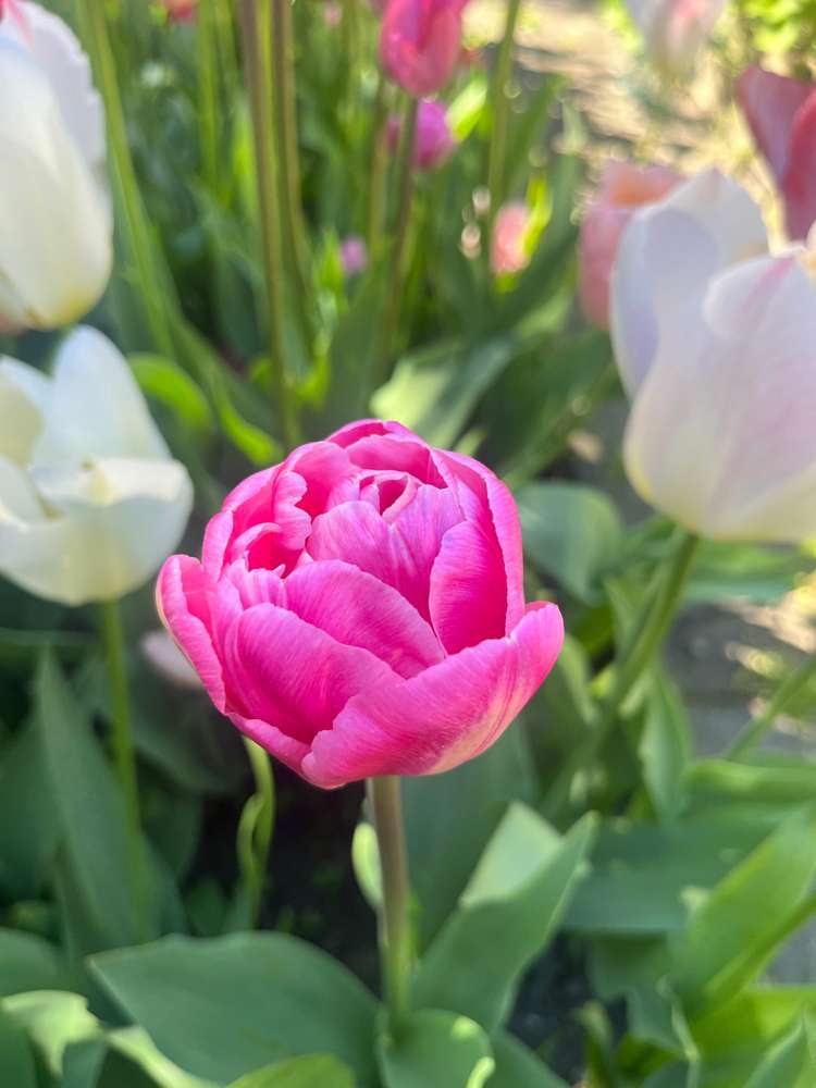 'Svaneke Delight' exklusiv lökmix